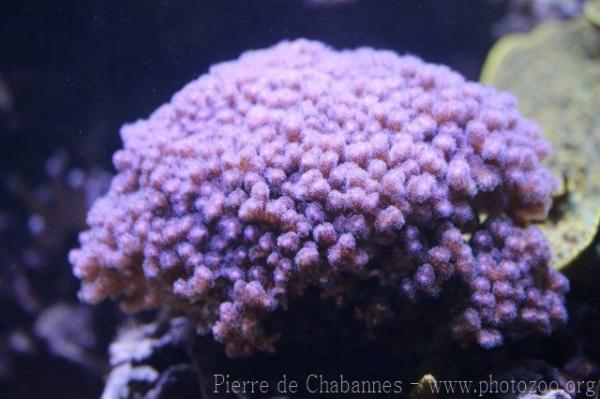 Caudiflower coral