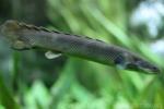 Gray bichir