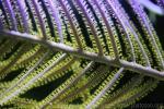 Purple frilly gorgonian