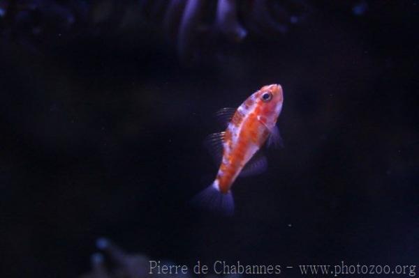 Naude's rubble goby