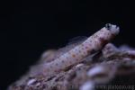 Spotted prawn-goby