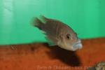 Thicklip melanochromis