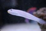 Long-finned goby