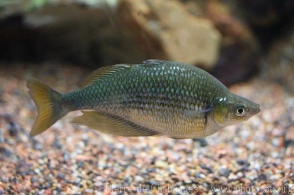 Sepik rainbowfish