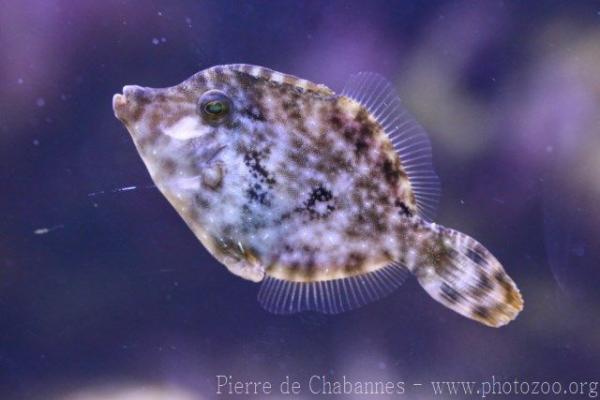 Bristletail filefish