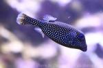 Whitespotted boxfish