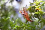 Boggess' cleaner shrimp