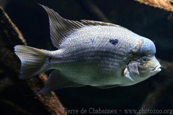 White cichlid