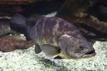 Nile perch