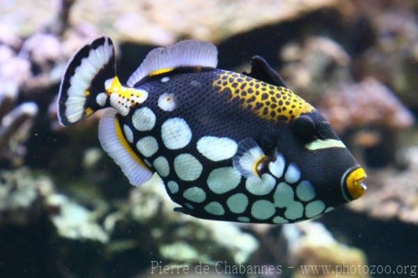 Clown triggerfish