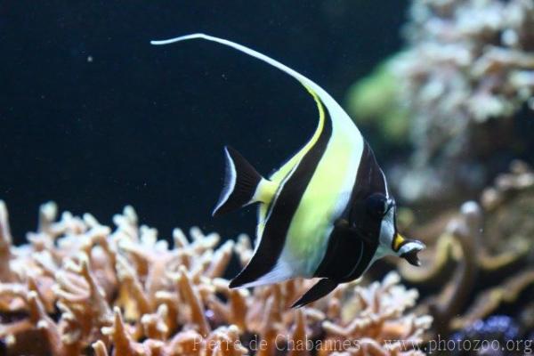 Moorish idol *