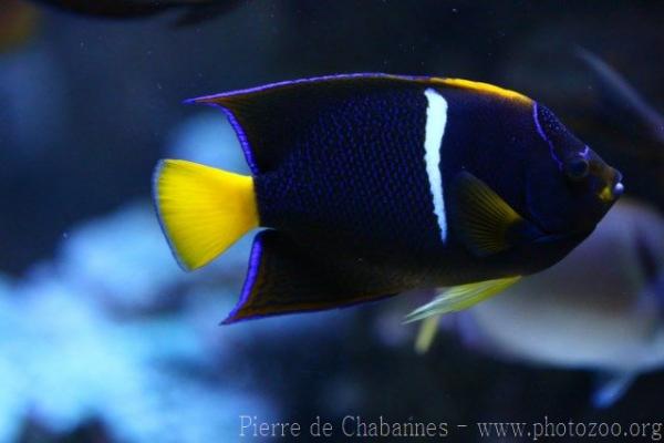 King angelfish