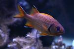 Robust soldierfish