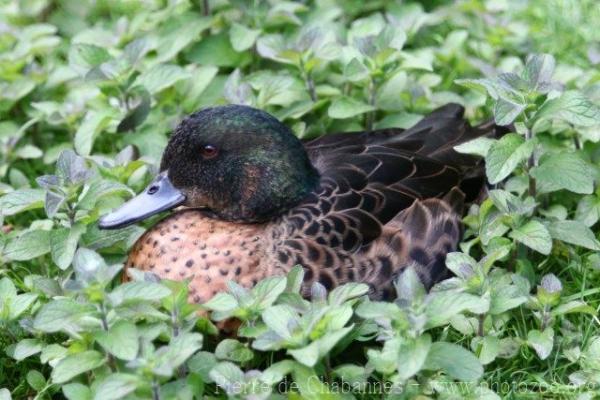 Chestnut teal