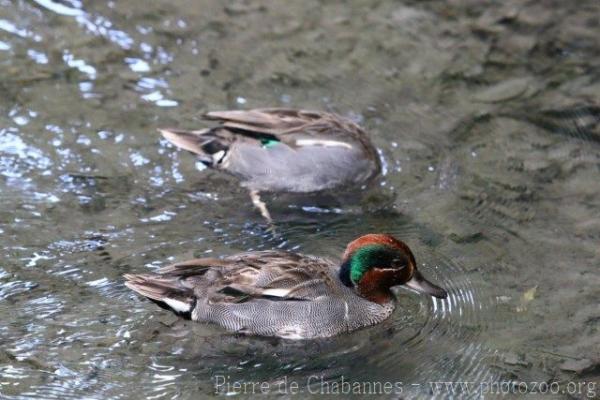 Common teal