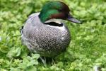 Falcated duck