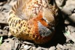 Chinese bamboo partridge