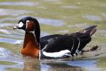 Red-breasted goose