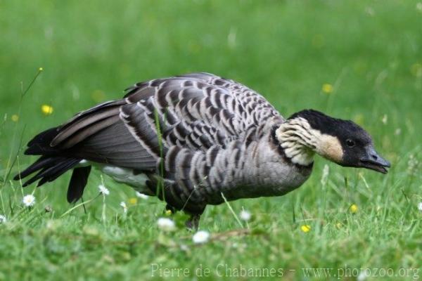 Hawaiian goose