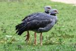 Southern screamer