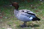 Maned duck