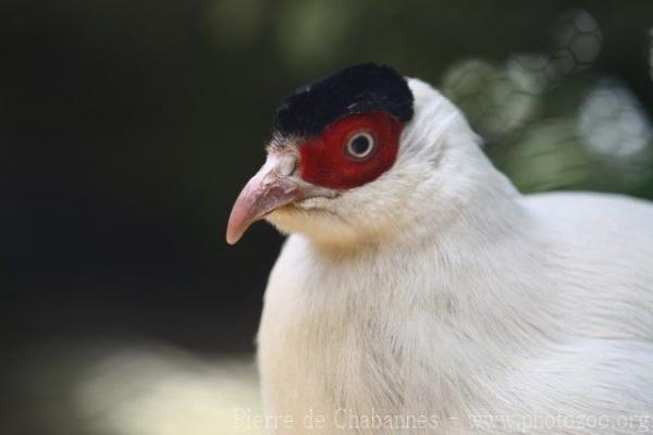 White eared-pheasant