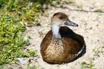 West Indian whistling-duck