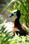 White-faced whistling-duck