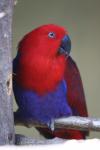 Eclectus parrot