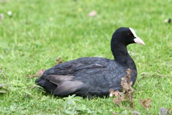 Eurasian coot