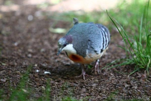 Luzon bleeding-heart