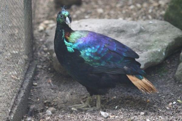 Himalayan Monal