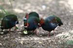 Crested partridge