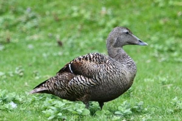 Atlantic common eider