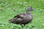 Atlantic common eider