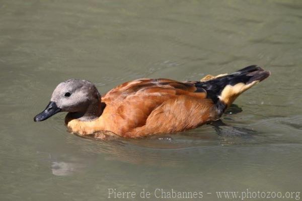 South African Shelduck