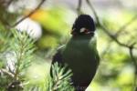 Hartlaub's turaco