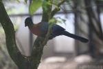 Purple-crested turaco