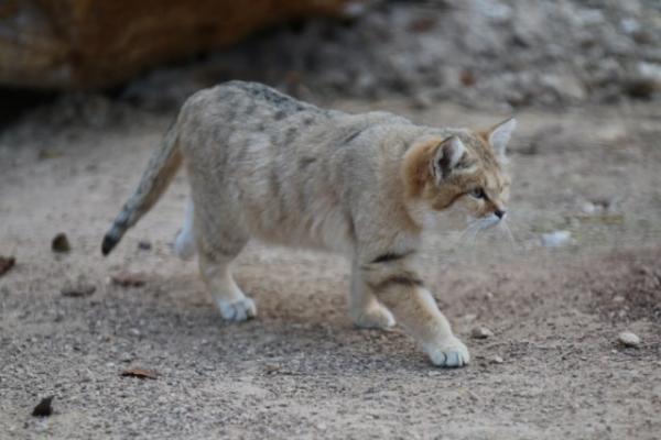 Sand cat