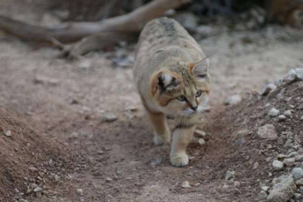 Sand cat