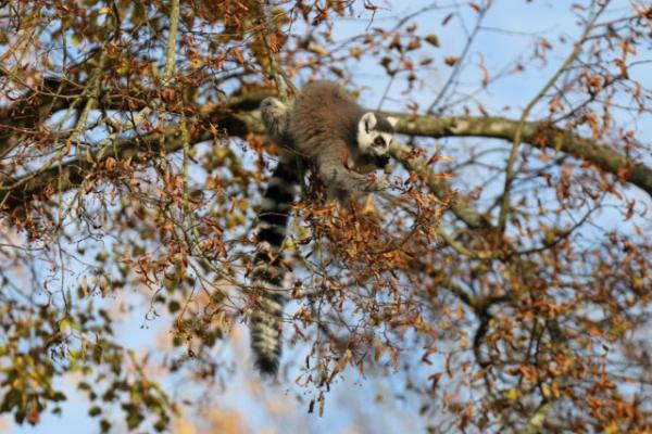 Ring-tailed lemur