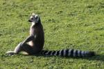 Ring-tailed lemur