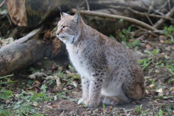 Siberian lynx