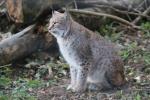 Siberian lynx