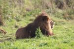 East-African (Katanga) lion