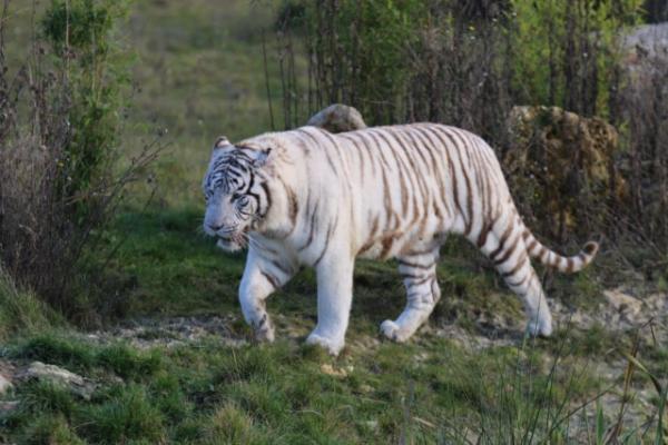 White tiger