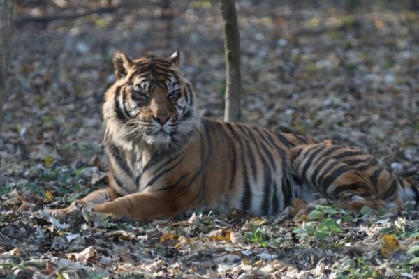 Indonesian tiger