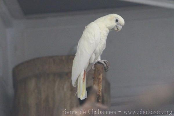 Philippine cockatoo