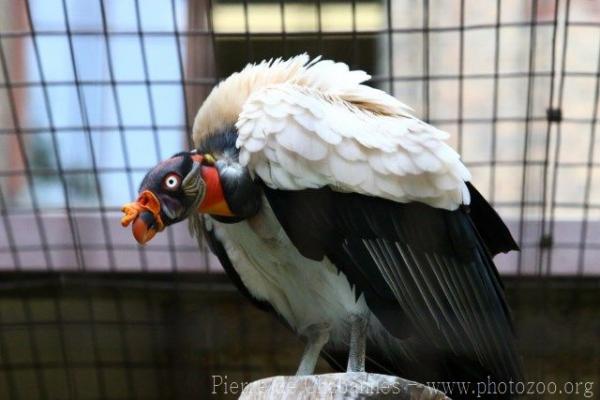 King Vulture