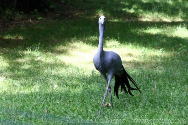 Blue crane